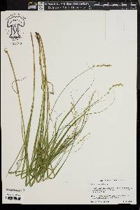 Carex tenera image