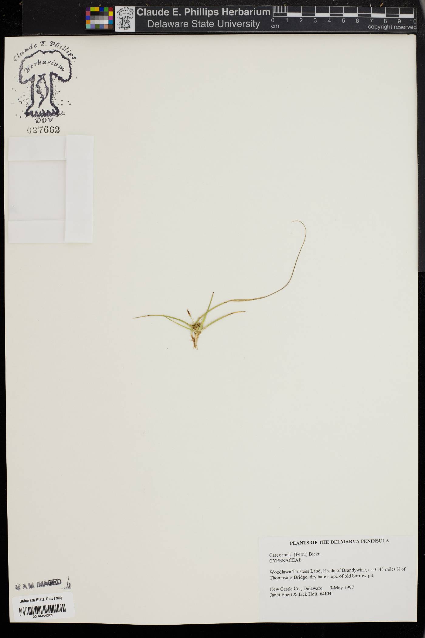 Carex tonsa image