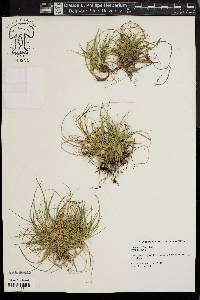 Carex tonsa image