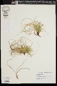 Carex tonsa image