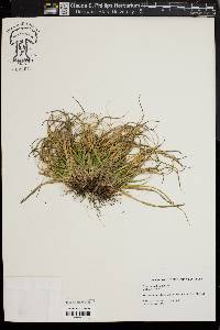 Carex tonsa image