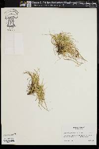 Carex tonsa image