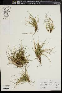 Carex tonsa image