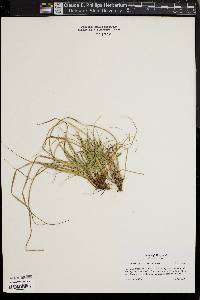 Carex tonsa image