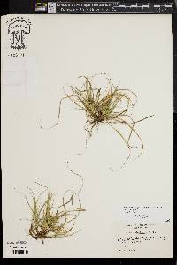 Carex tonsa image