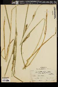 Carex trichocarpa image