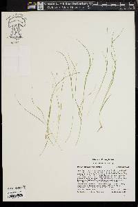 Carex trisperma image