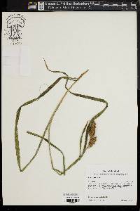 Carex typhina image