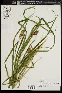 Carex typhina image