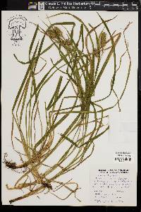 Carex typhina image