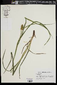 Carex typhina image