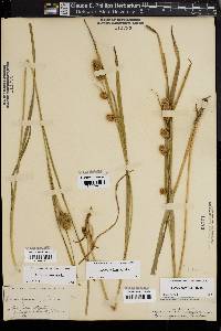 Carex typhina image