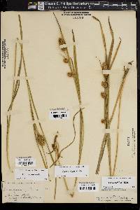 Carex typhina image