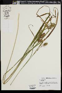 Carex typhina image