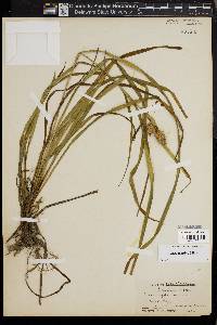 Carex typhina image