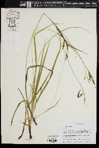 Carex venusta image