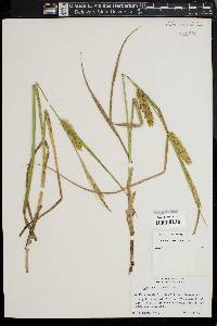 Carex vesicaria image