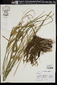 Carex vesicaria image