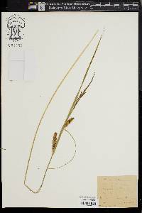 Carex vesicaria image