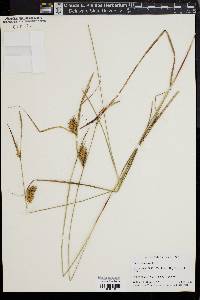 Carex vesicaria image