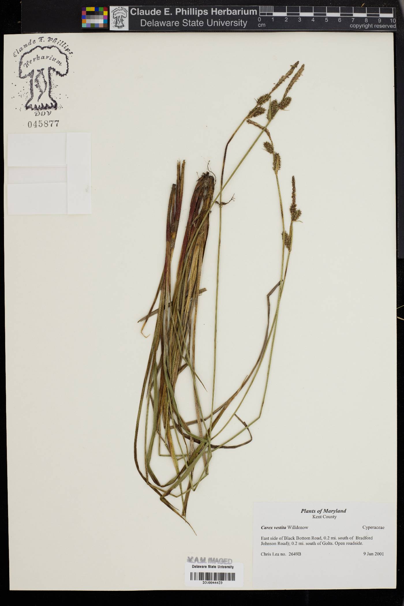 Carex vestita image