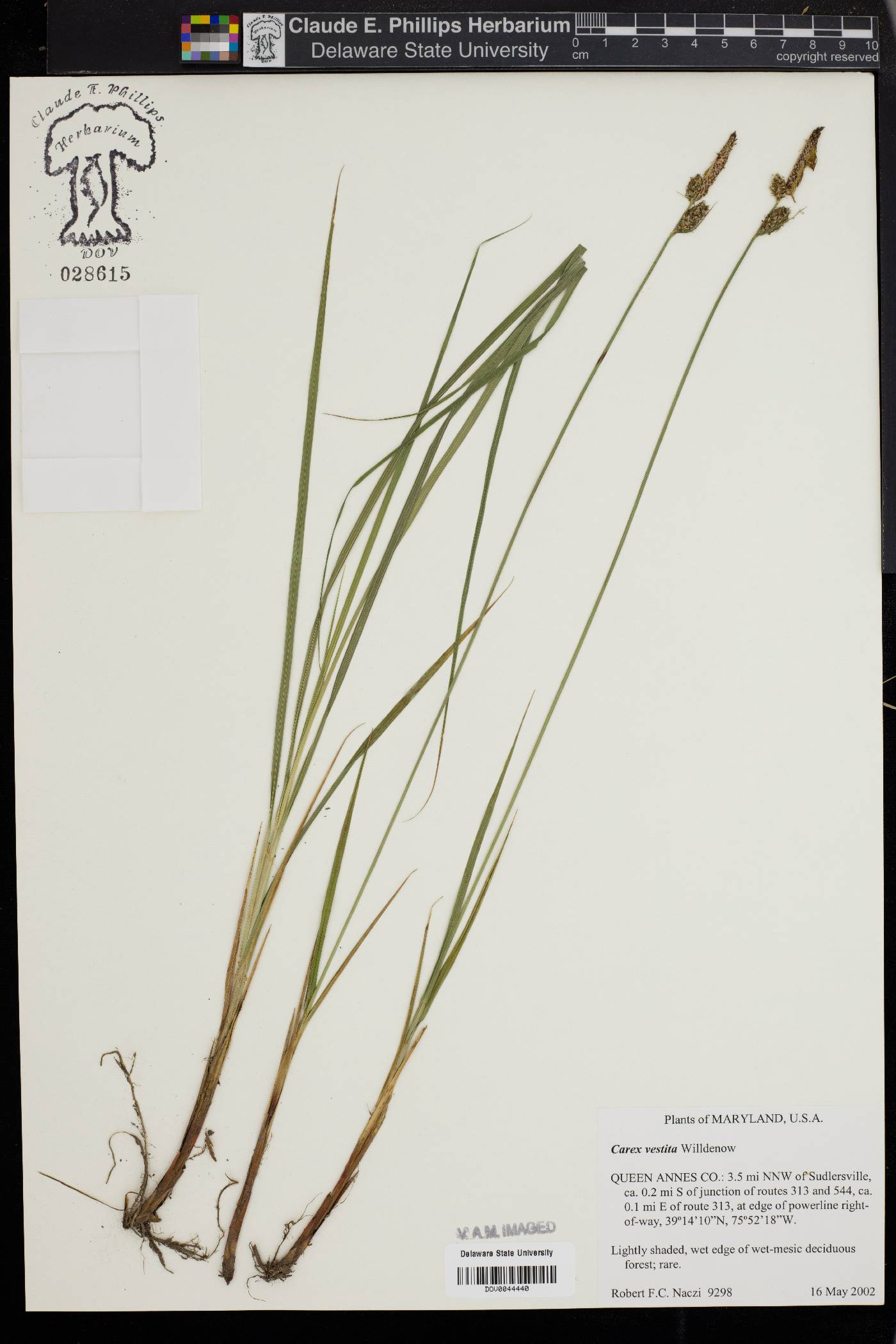 Carex vestita image