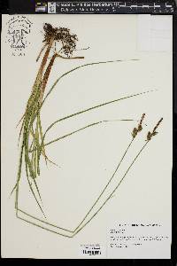 Carex vestita image