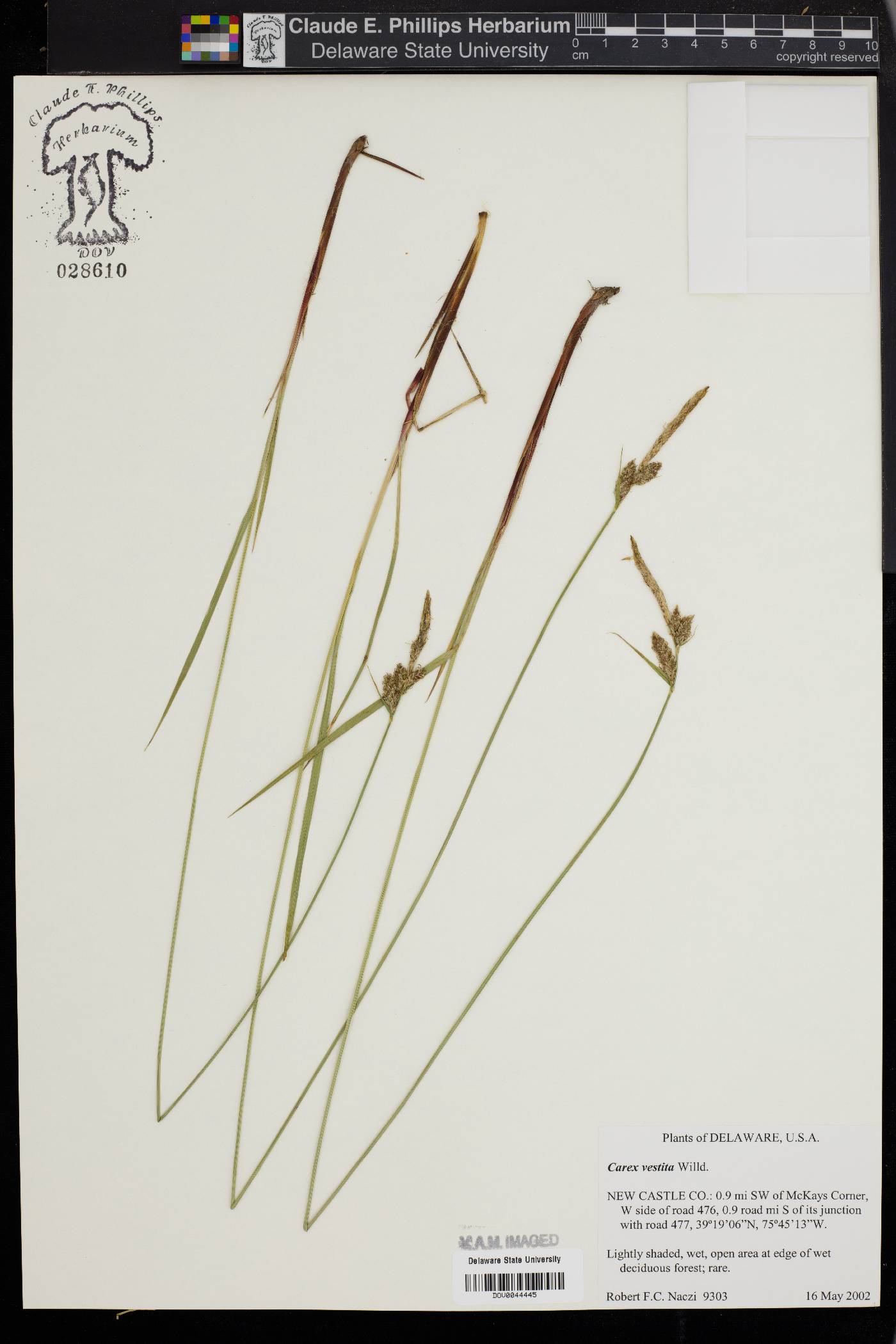 Carex vestita image