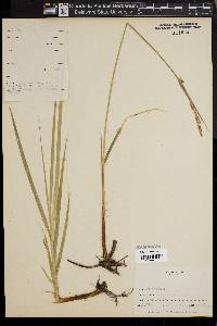 Carex vestita image