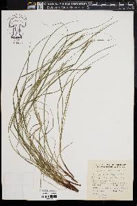 Carex virescens image