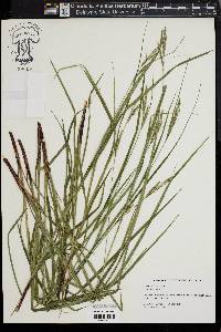 Carex virescens image