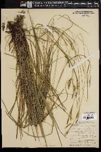 Carex virescens image