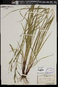 Carex virescens image