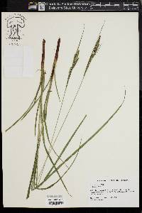 Carex virescens image