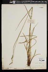 Carex virescens image