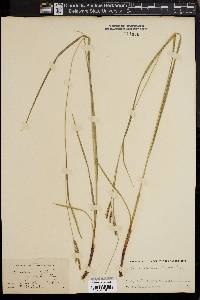 Carex virescens image