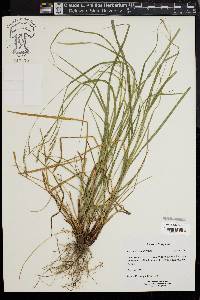 Carex virescens image