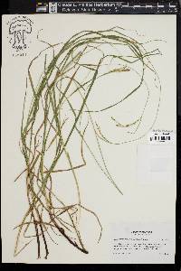 Carex virescens image