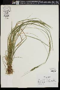 Carex virescens image