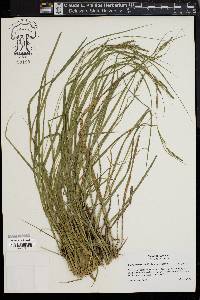 Carex virescens image