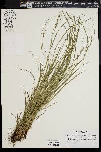 Carex virescens image