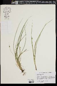 Carex willdenowii image