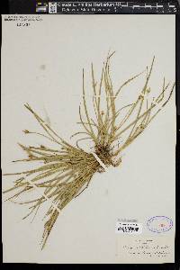 Carex willdenowii image