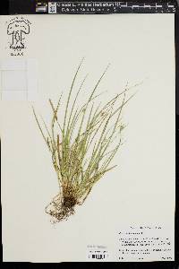 Carex willdenowii image