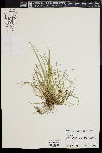 Carex willdenowii image