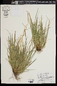 Carex willdenowii image