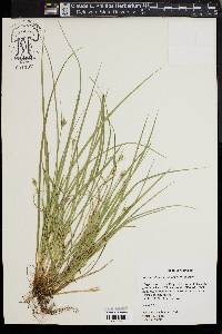 Carex willdenowii image