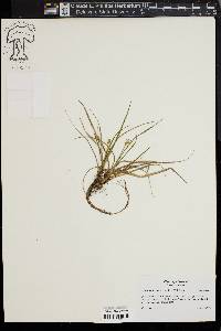 Carex willdenowii image