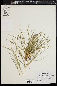 Carex willdenowii image