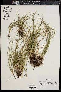 Carex willdenowii image